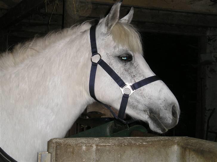 DSP Fanta <3 - min dejlige skat(fotograf mig) lige da hun var kommet hjem til mig :D den bedste dag i mit liv :D <3 *"Det er ikke den der er smuk, som man elsker. Det er den man elsker, som er smuk." billede 3