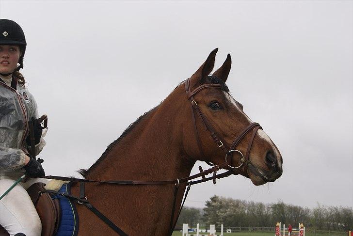 Dansk Varmblod Beise   billede 5