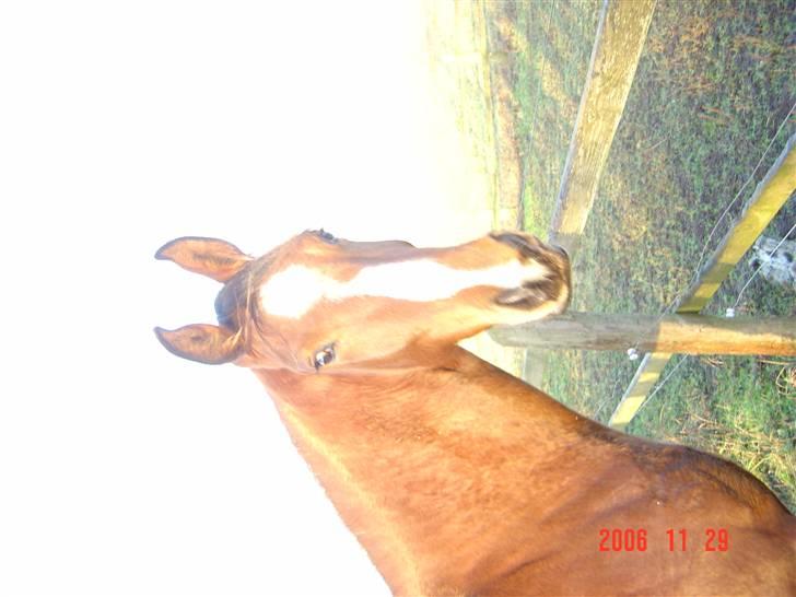 Dansk Varmblod Beise   billede 6