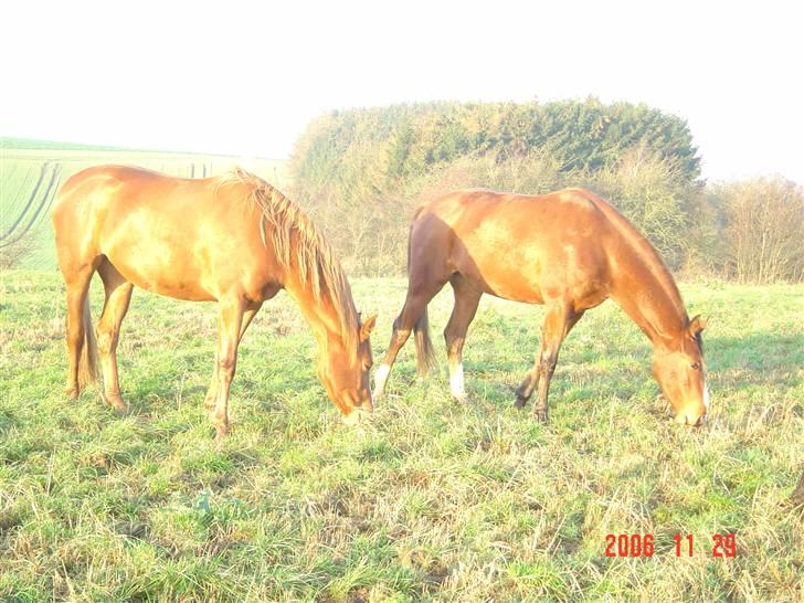 Dansk Varmblod Beise   billede 7