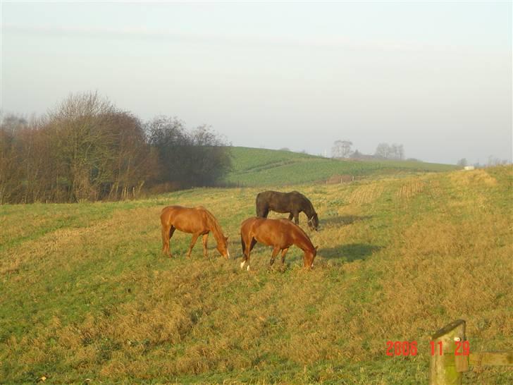 Dansk Varmblod Beise   billede 8