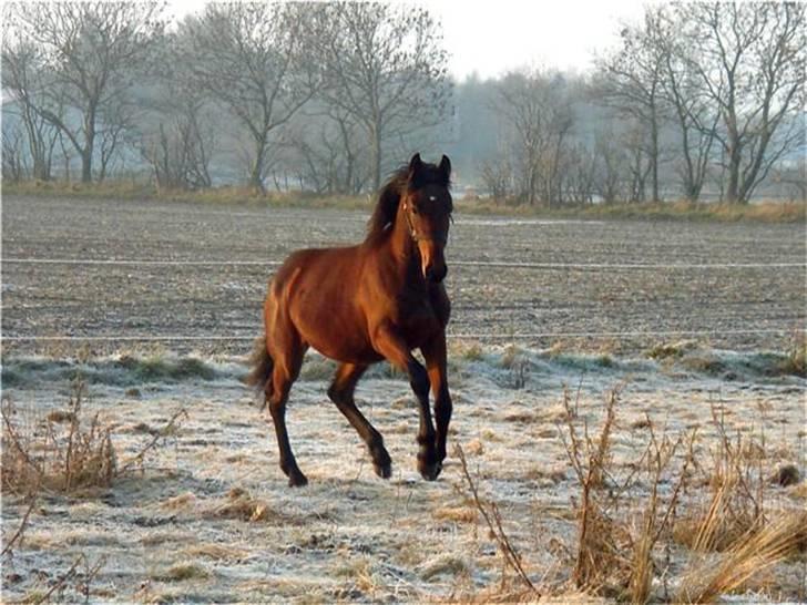 Barockpinto Adina SOLGT! billede 1