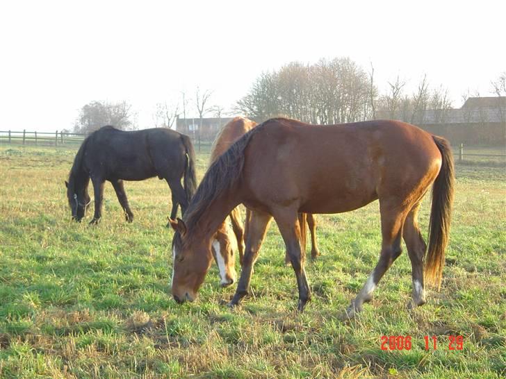 Dansk Varmblod Beise   billede 9