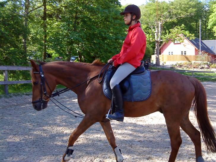 Anden særlig race Pieter (Picasso) solgt)': - 9) Miig & Picasso. - Rider. [Foto: Emilie] . <´3 billede 6