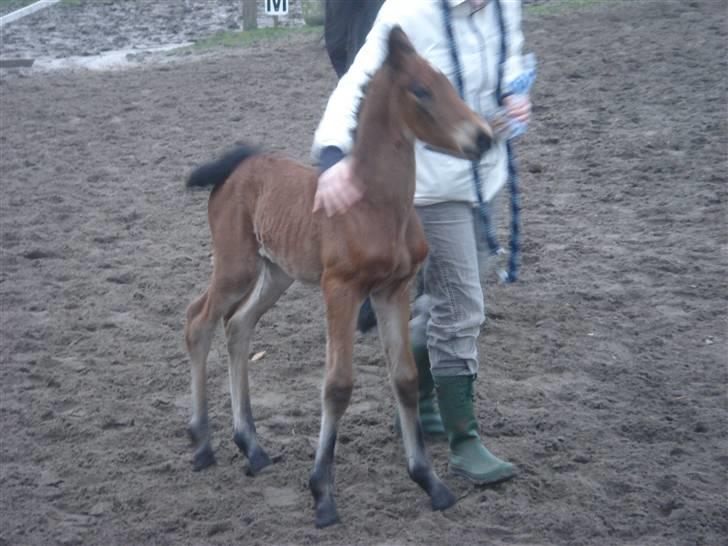 Barockpinto Adina SOLGT! billede 2