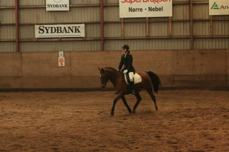 Anden særlig race Delight - lille øgning billede 18