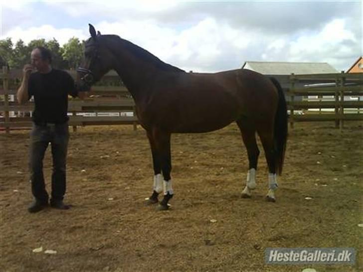 Dansk Varmblod Beise   billede 10
