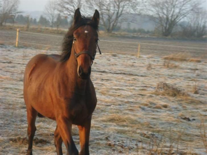 Barockpinto Adina SOLGT! billede 4