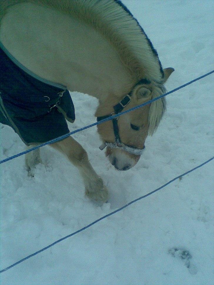 Fjordhest Dalton (R.I.P) Min himmelhest<3 - dalton i sne år 2010 billede 3