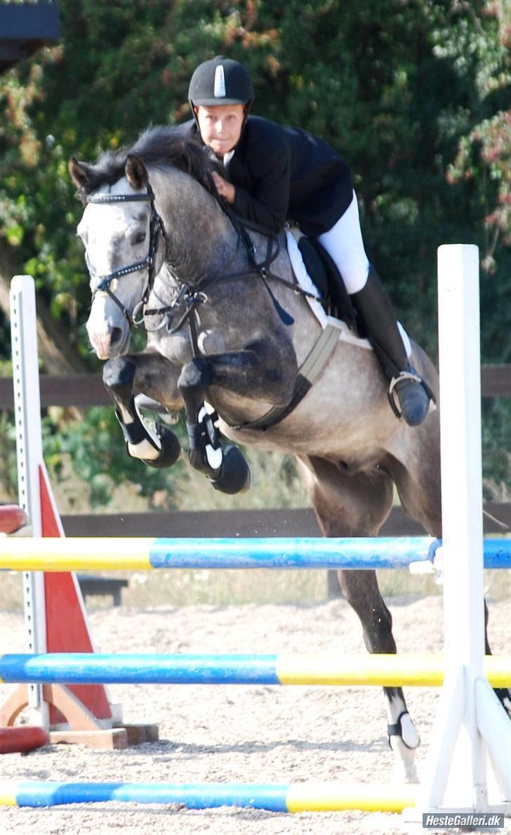 Arabisk fuldblod (OX) Nylevs Akeem Balur  SOLGT - balur til ISR klubmester skab i spring, han vandt en 2 plads rytter: kristina(gl.ejer) foto:berit billede 7