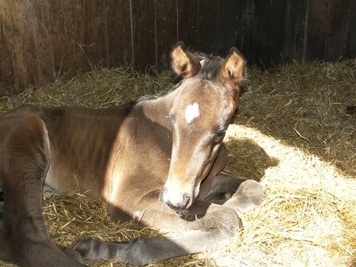 Dansk Varmblod Admirable cheval billede 3