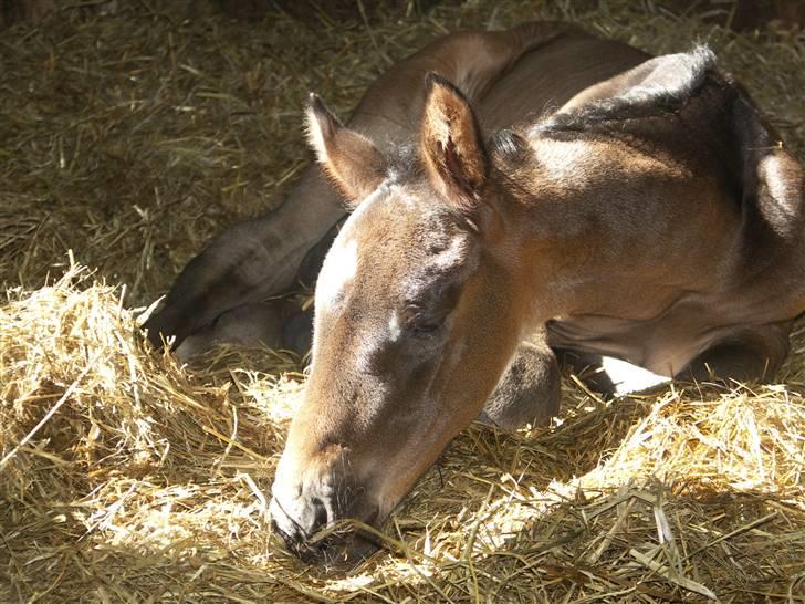 Dansk Varmblod Admirable cheval billede 4