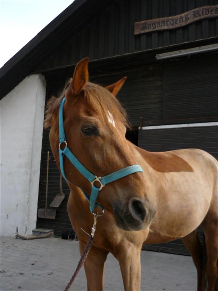 Anden særlig race Pieter (Picasso) solgt)': - 12) billede 7