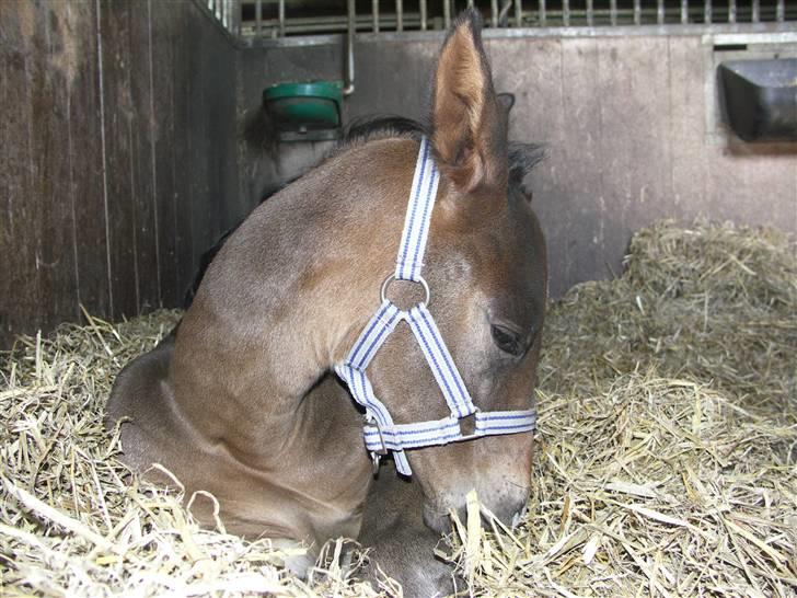 Dansk Varmblod Admirable cheval billede 6