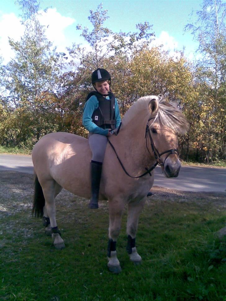 Fjordhest Dalton (R.I.P) Min himmelhest<3 - Skridttur uden sadel billede 6