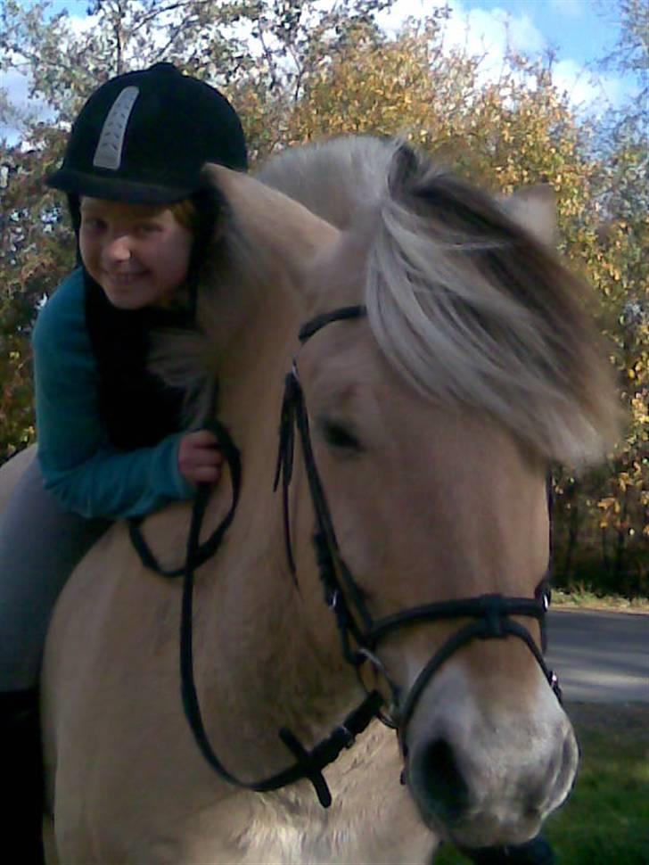 Fjordhest Dalton (R.I.P) Min himmelhest<3 - De smukke hoveder billede 7