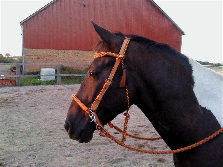 Pinto Pelé (Torriggårdens Pelè) - Min Soulmate <3 - Med sidepull <3 billede 12