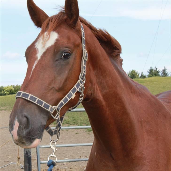 Hannoveraner Dacabri - Velkommen til Dacabris profil ;) <3 billede 1