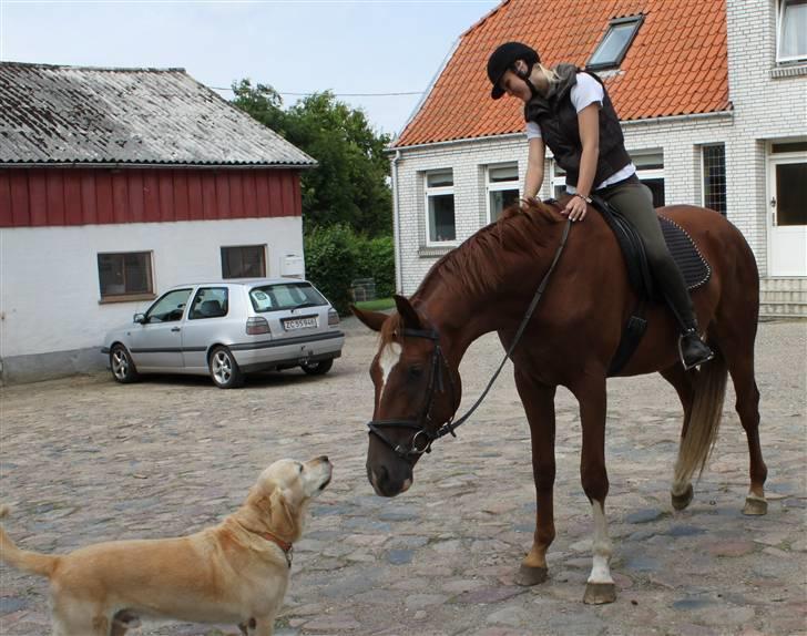 Hannoveraner Dacabri - spændende xD <3- elsk på jer !:* :D:D<3 billede 2