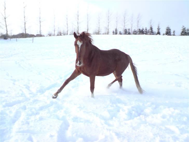 Hannoveraner Dacabri - Rauw:D<3 billede 3