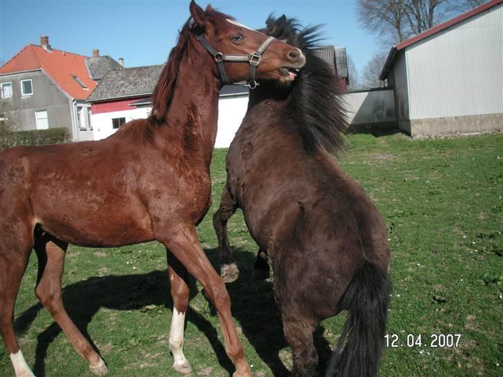 Hannoveraner Dacabri - Dacabri som lille xD med sin bedste legeven ;*<33 billede 4