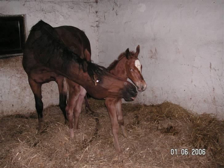 Hannoveraner Dacabri - Få timer gammel, nuuuuurh! :* elsk på jer to :)  billede 5