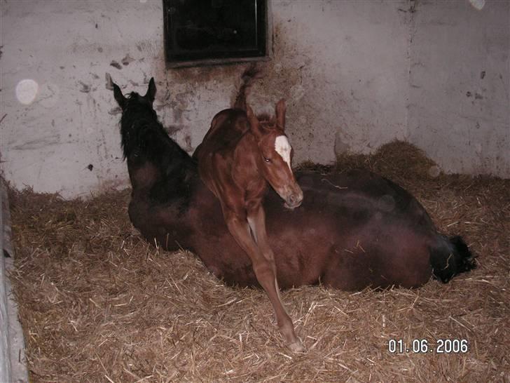 Hannoveraner Dacabri - haha, xD <3 Han er altså tænkt som dressurhestxD <3 billede 6