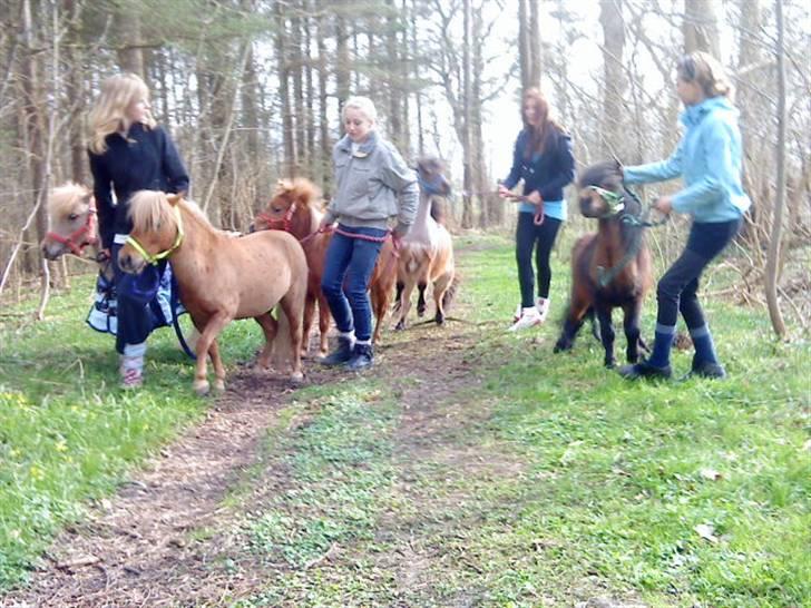 Dansk Miniature Søglimts Ziva - På gåtur med søglimterne (; billede 15