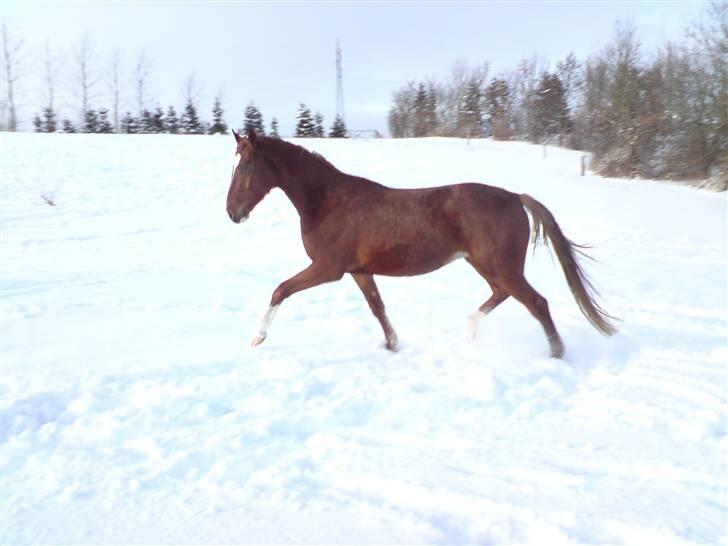 Hannoveraner Dacabri - 4år! han skal nok blive til noget:o) <33 billede 7