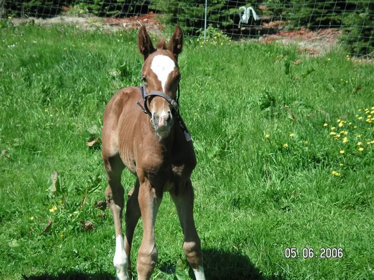 Hannoveraner Dacabri - nuuuurh min´putte:* billede 8