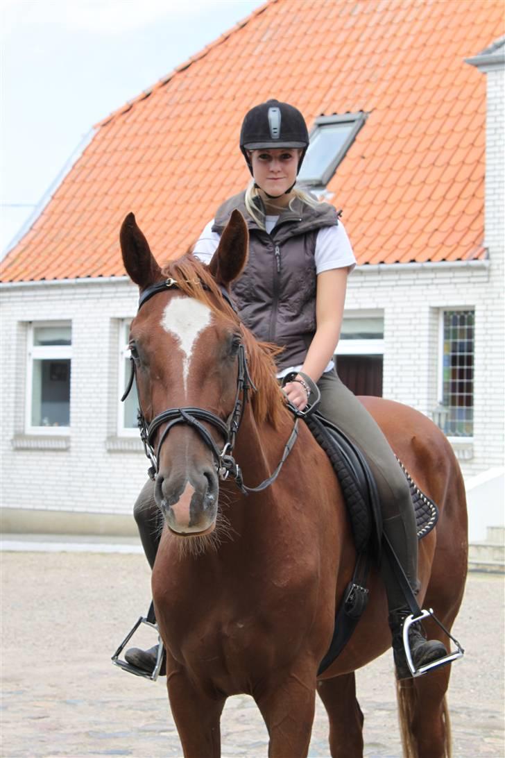 Hannoveraner Dacabri - Du&jeg..-jeg håber for evigt!<3 billede 9