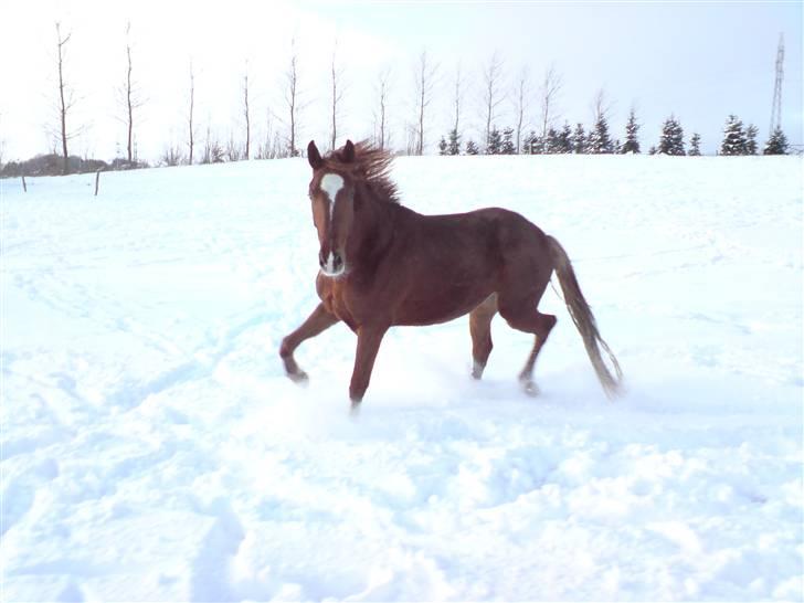 Hannoveraner Dacabri - Cabri  :D<3 billede 10