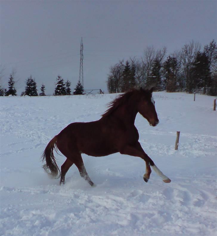 Hannoveraner Dacabri - arg, er helt syg med den hest!:D billede 11