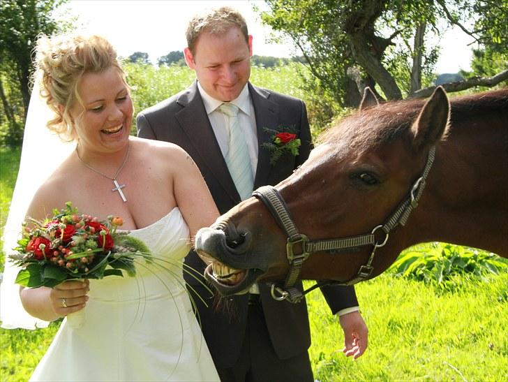 DSP Skovlundegårds Mathilde - Mathilde var selvfølgelig med på billeder til vores bryllup!  billede 1