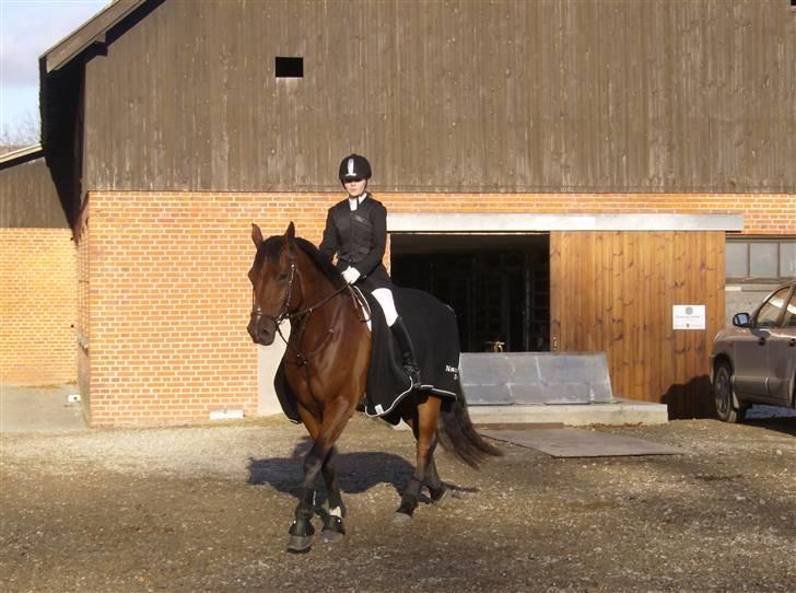 Dansk Varmblod Skovbo's Isabella Row.   - Tøzen´s far (: FMR´S Asterix billede 14