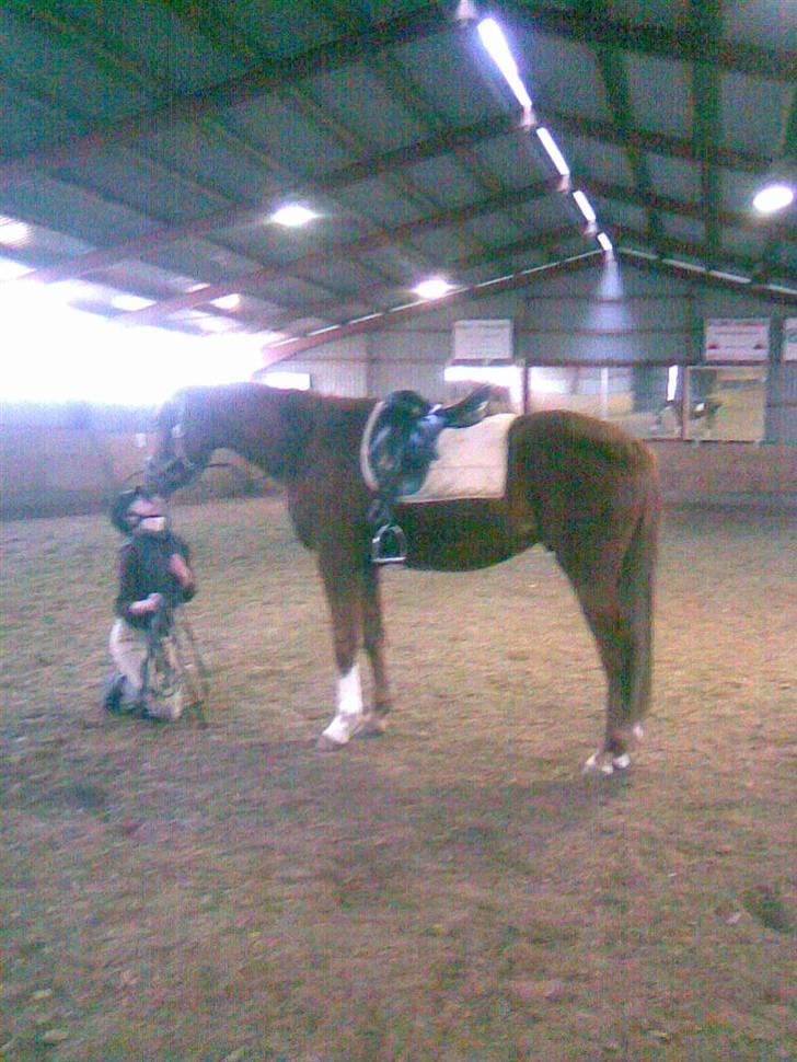 Hannoveraner Dacabri - Undskyld kvaliteten !! ;s Digogmig :D<3 billede 12