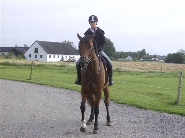Dansk Varmblod Skovbo's Isabella Row.   - Tøzen´s far (: FMR´S Asterix billede 15