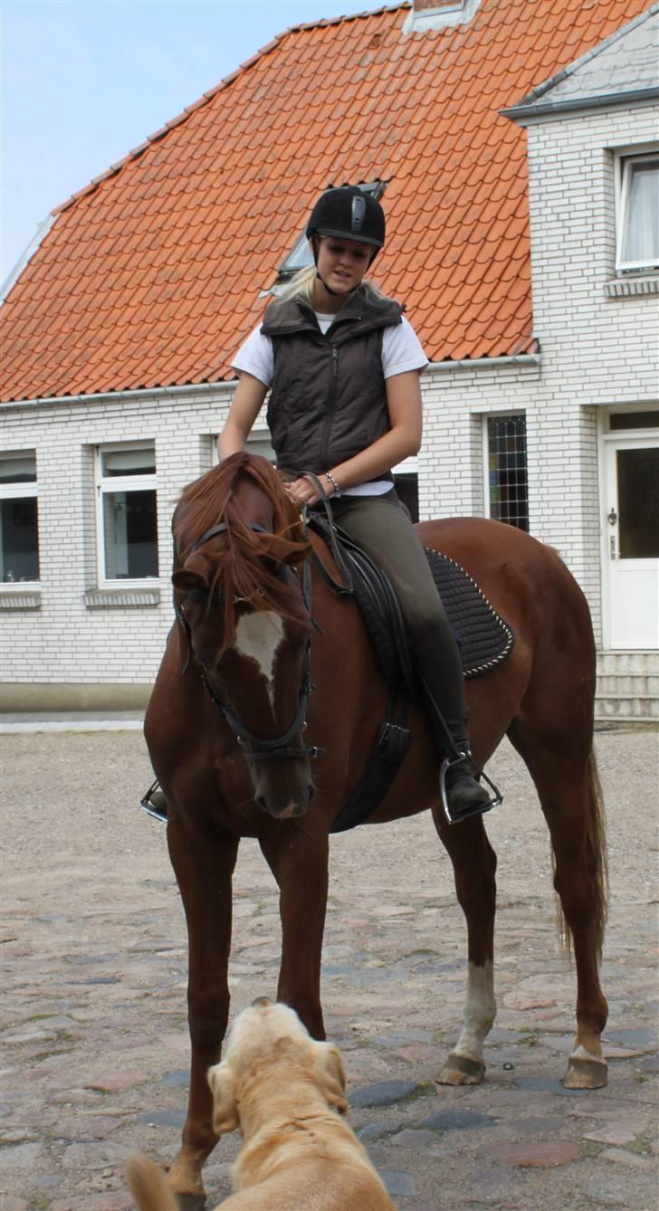 Hannoveraner Dacabri - Dacabri der synes Lucky er vældig søød! :* hvilket han også er!:*<3 billede 13