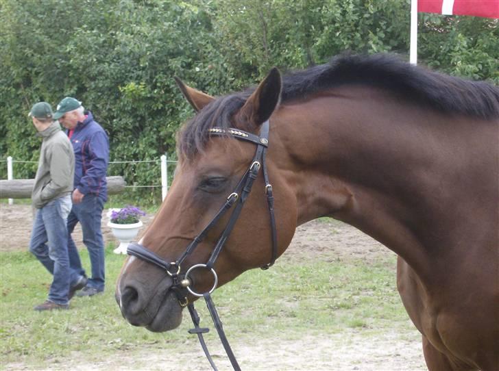 Dansk Varmblod Skovbo's Isabella Row.   - Tøzen´s far (: FMR´S Asterix billede 16