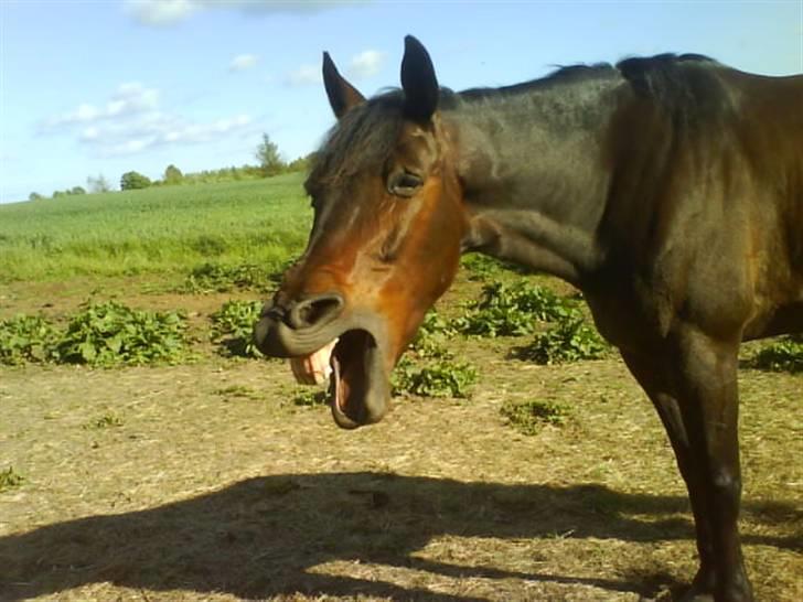 Traver David Nordal <3 Du vil altid være alt! billede 8