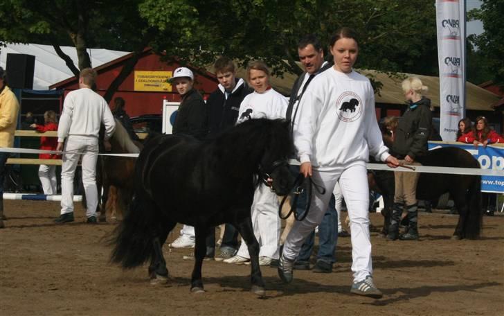 Shetlænder Stjernens Sahara billede 8