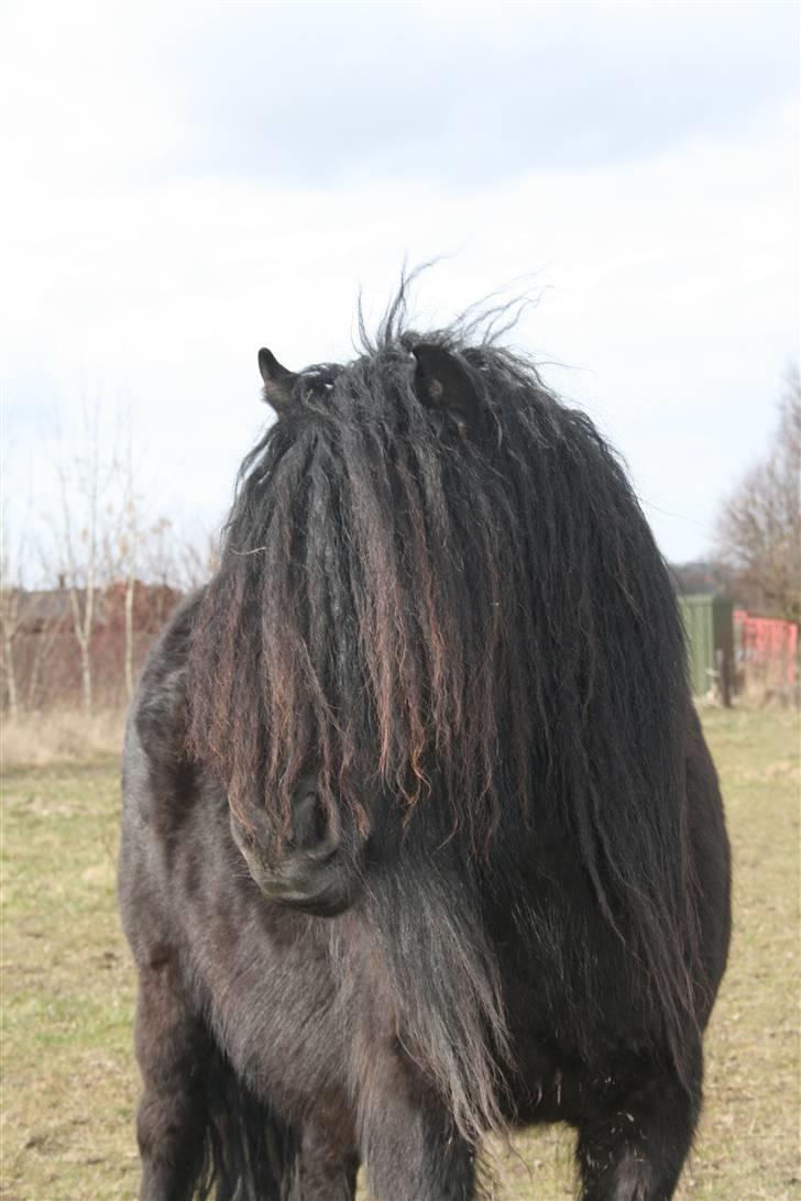 Shetlænder Stjernens Sahara billede 11