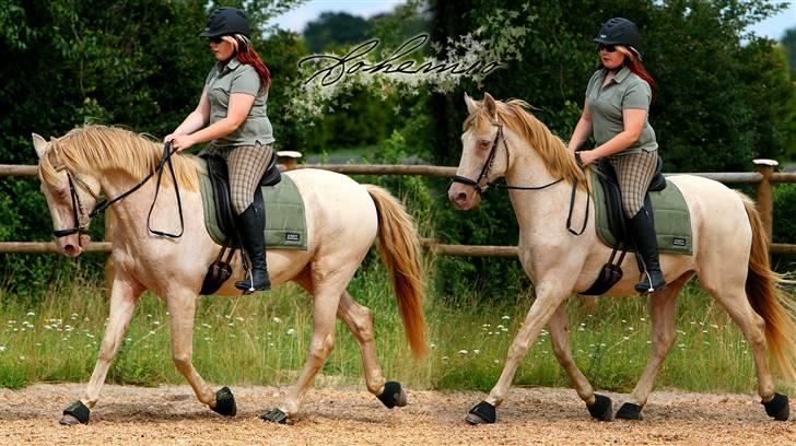 Lusitano Bohemio - # 17 - Billede af Janie Sparrow. billede 17