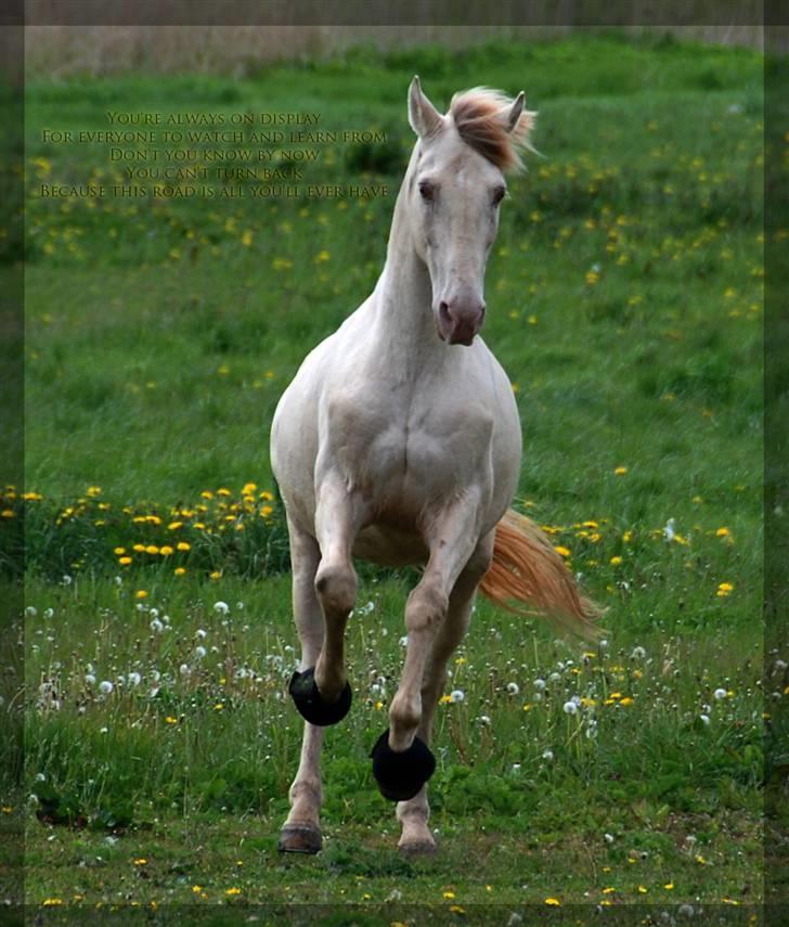 Lusitano Bohemio - # 18 - Helt fantastisk, opadgående galop :) billede 18