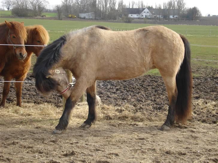 Islænder Lögg frá Brún - Det klør! billede 2