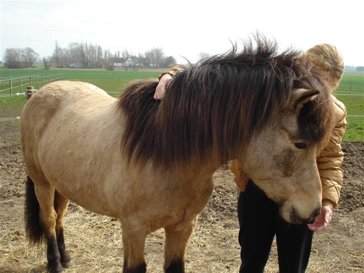 Islænder Lögg frá Brún - Godbid?  billede 3