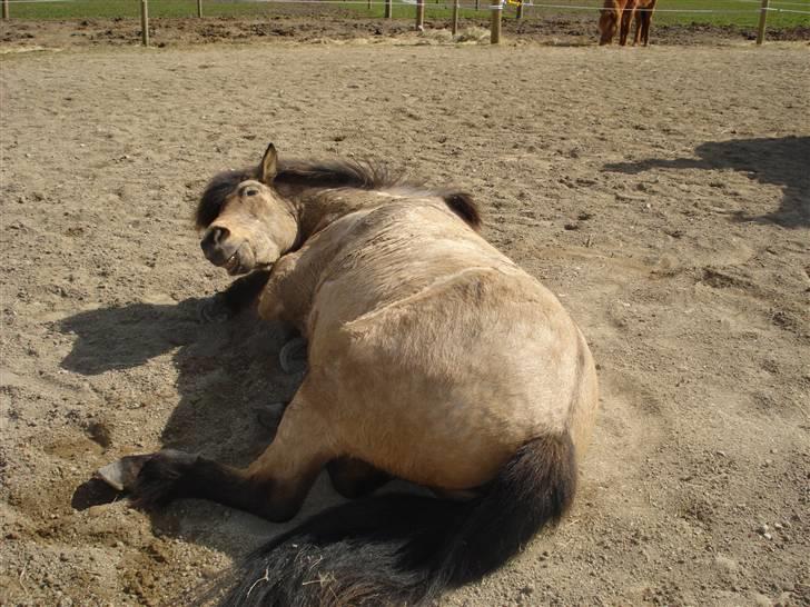 Islænder Lögg frá Brún - Mmm.. Hvor er det skønt at rulle sig! billede 4