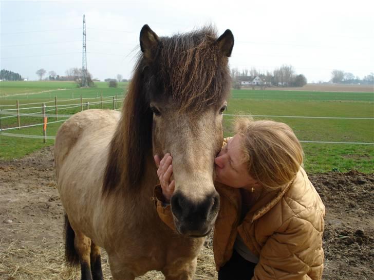 Islænder Lögg frá Brún - Hun elsker mig... billede 5