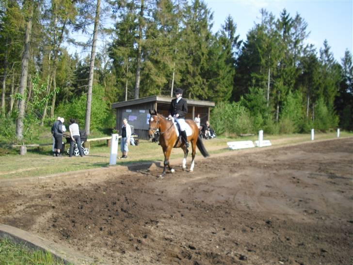 Anden særlig race Tristan. - udridning for lange tøjler... billede 16