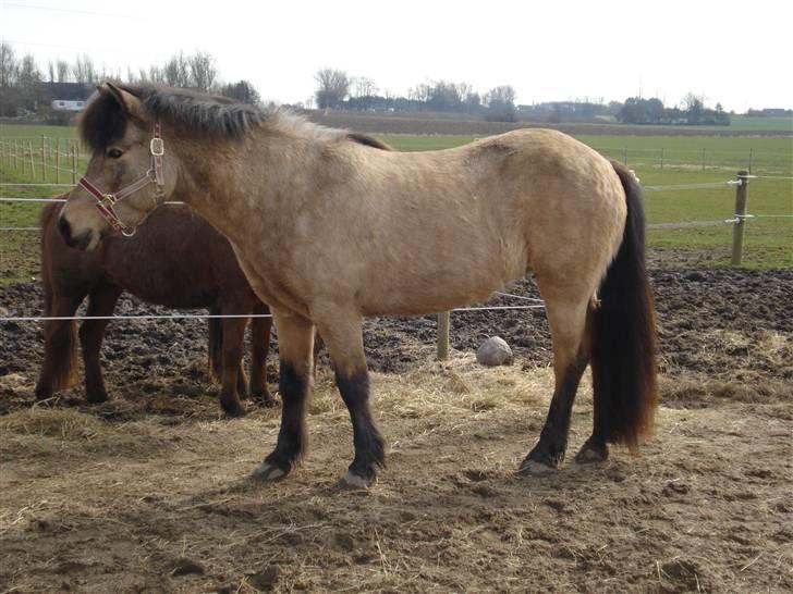 Islænder Lögg frá Brún - Smukke Lögg på ridebanen. billede 6
